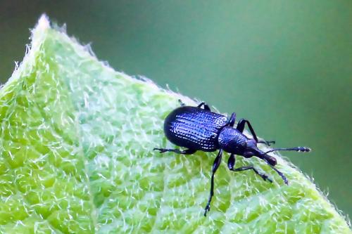 Temnocerus sp.